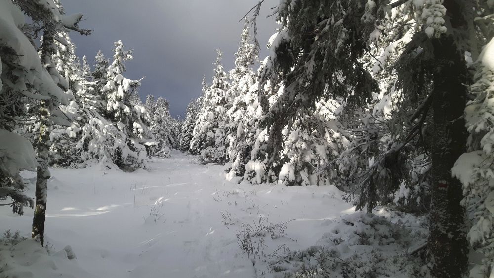 Žádná stopa, jsem první