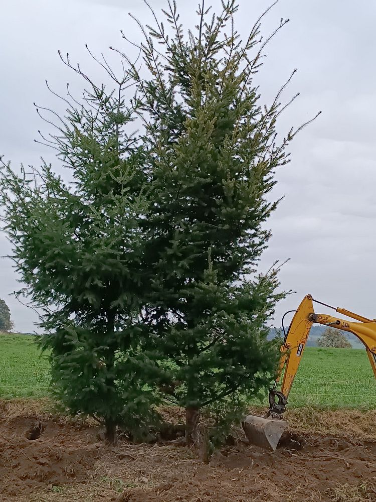Jedle tu vydrží až do vánoc