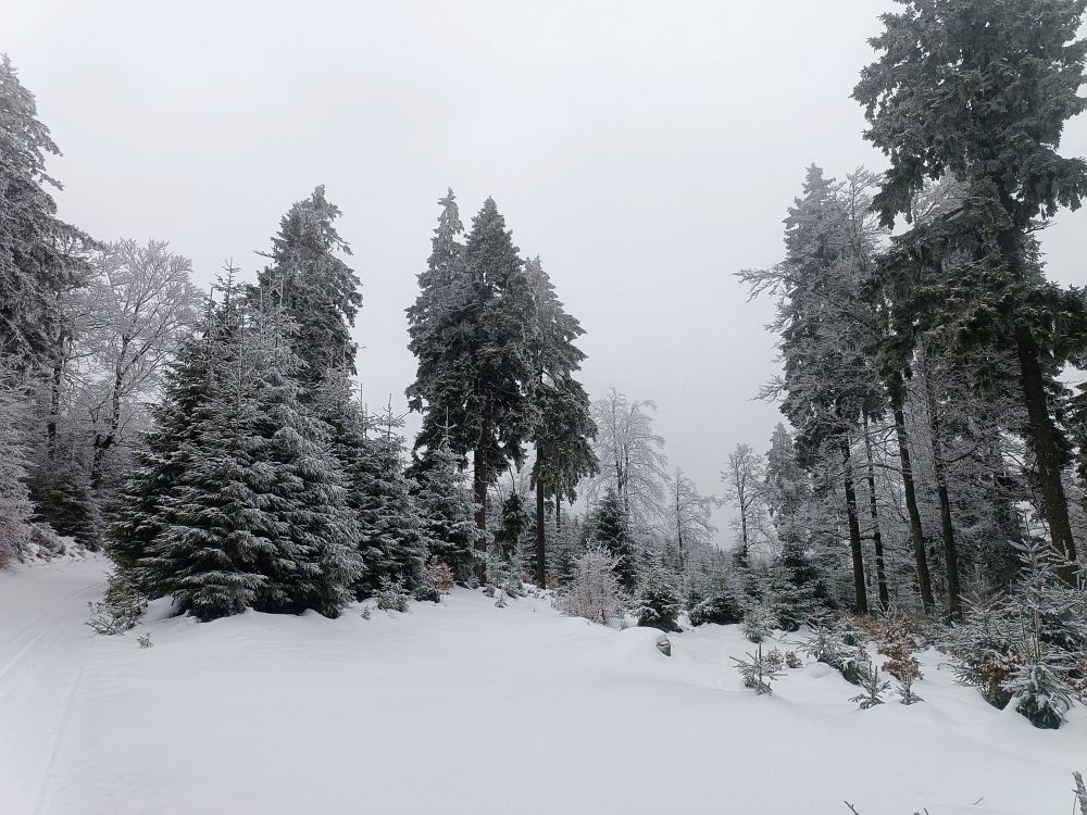 Nad Císařskou směrem na Bahna