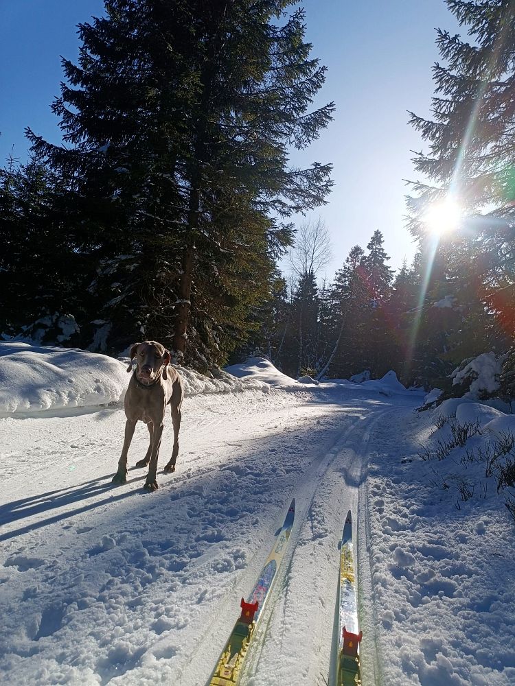 Druhý den už jen s Muffem - Pod Růžovkou