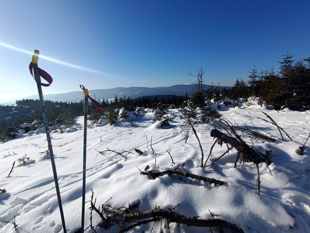 Kralický sněžník