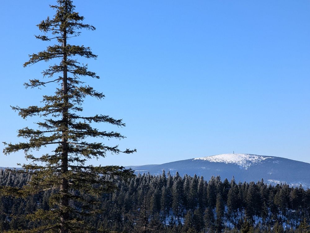 Kralický sněžník (fotil Frantis)